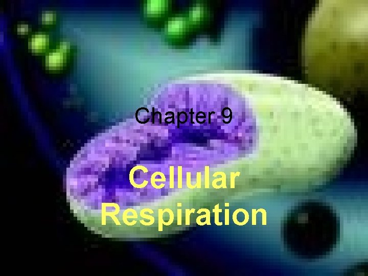 Chapter 9 Cellular Respiration 