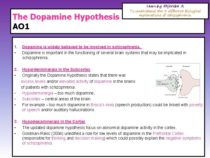 The Dopamine Hypothesis AO 1 Learning Objective 2; To understand the 3 different biological