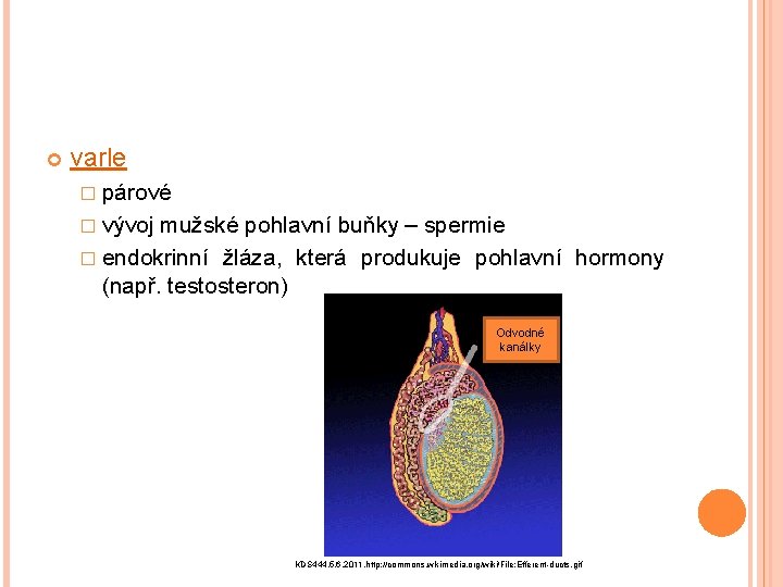  varle � párové � vývoj mužské pohlavní buňky – spermie � endokrinní žláza,