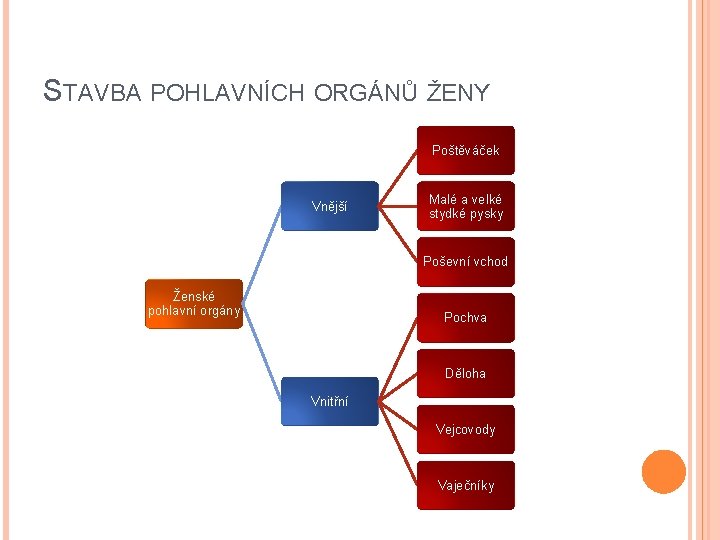 STAVBA POHLAVNÍCH ORGÁNŮ ŽENY Poštěváček Vnější Malé a velké stydké pysky Poševní vchod Ženské