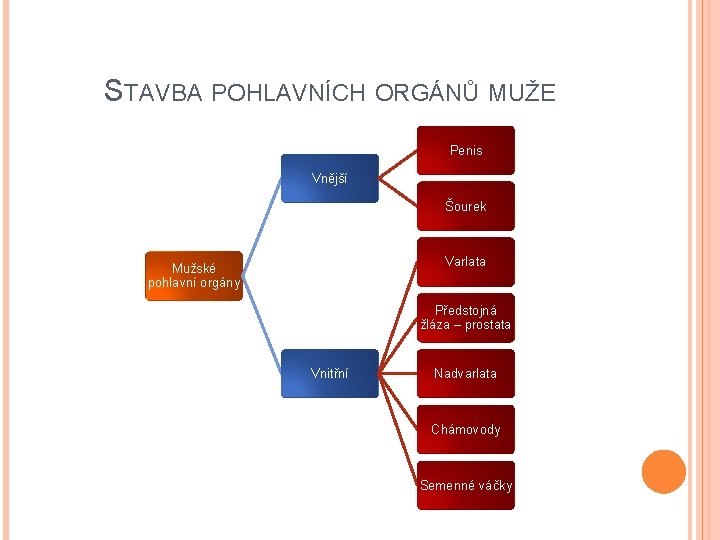 STAVBA POHLAVNÍCH ORGÁNŮ MUŽE Penis Vnější Šourek Varlata Mužské pohlavní orgány Předstojná žláza –