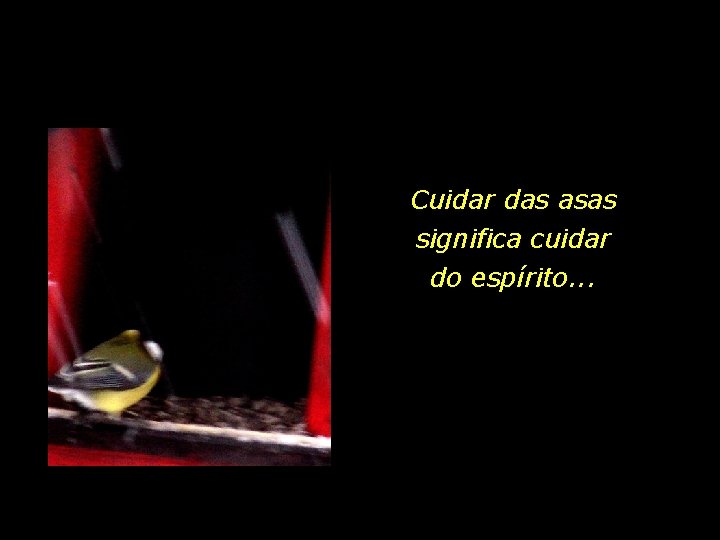 Cuidar das asas significa cuidar do espírito. . . 