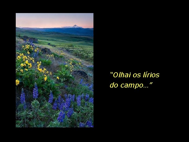 “Olhai os lírios do campo…” 