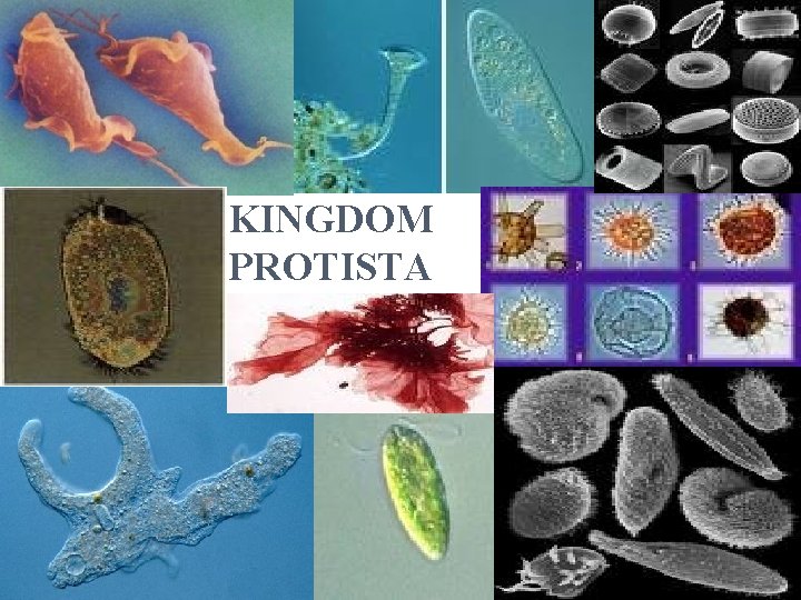 KINGDOM PROTISTA 