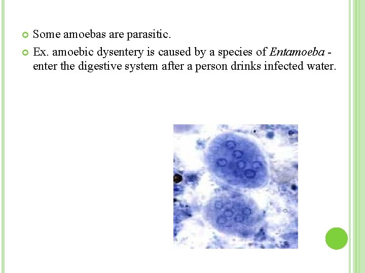 Some amoebas are parasitic. Ex. amoebic dysentery is caused by a species of Entamoeba