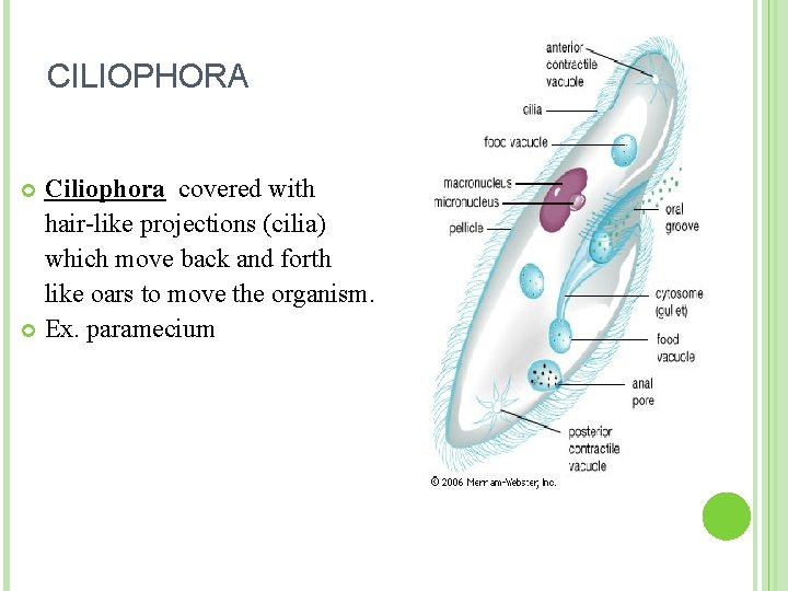 CILIOPHORA Ciliophora covered with hair-like projections (cilia) which move back and forth like oars