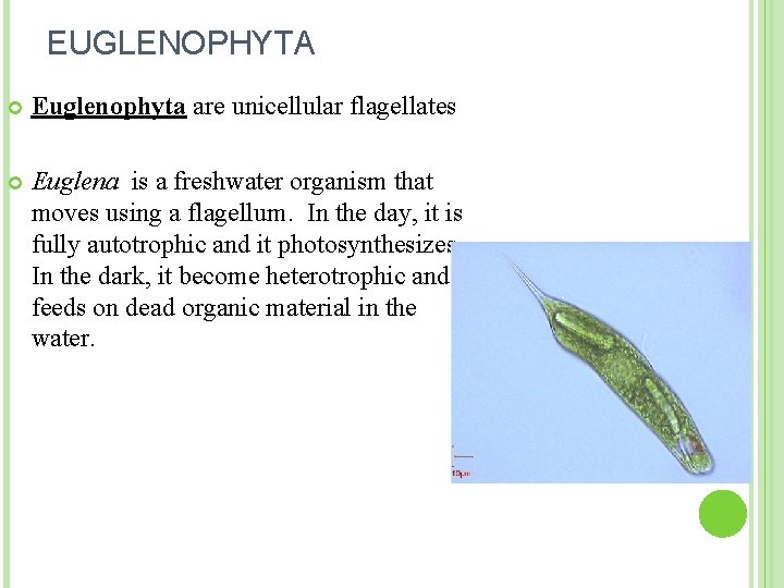 EUGLENOPHYTA Euglenophyta are unicellular flagellates Euglena is a freshwater organism that moves using a