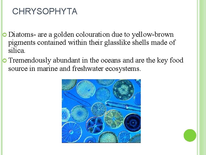 CHRYSOPHYTA Diatoms- are a golden colouration due to yellow-brown pigments contained within their glasslike