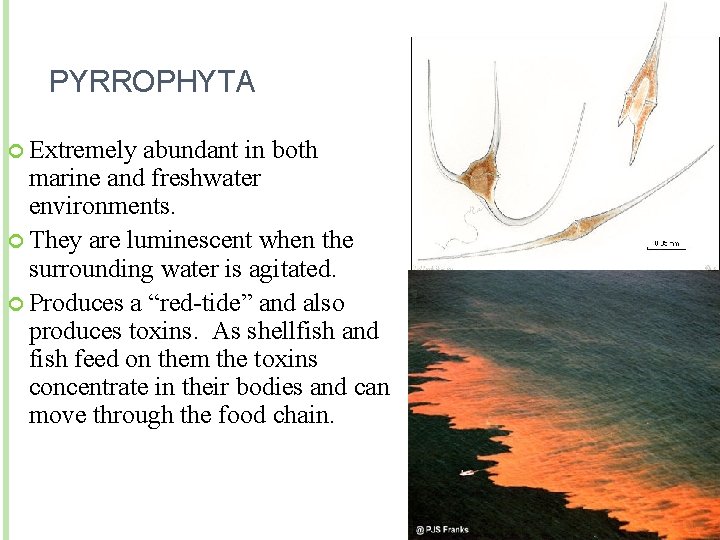 PYRROPHYTA Extremely abundant in both marine and freshwater environments. They are luminescent when the