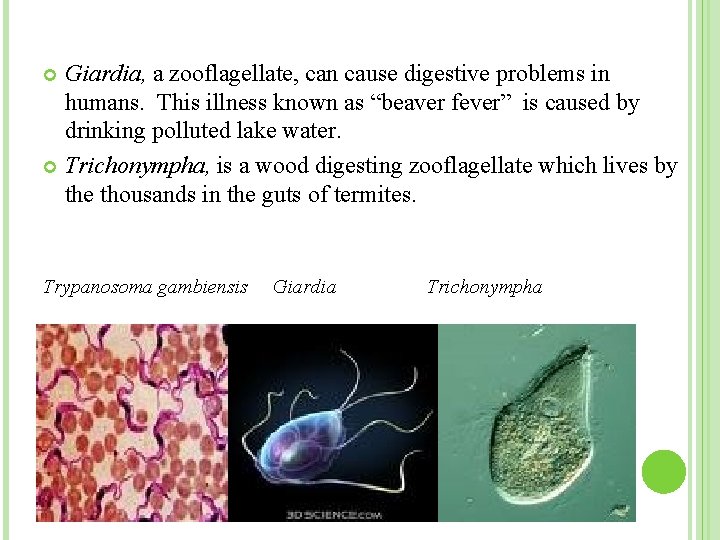 Giardia, a zooflagellate, can cause digestive problems in humans. This illness known as “beaver