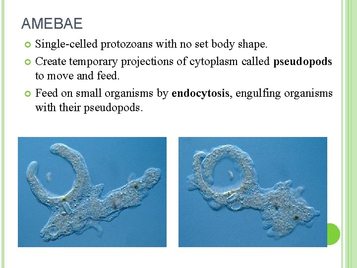 AMEBAE Single-celled protozoans with no set body shape. Create temporary projections of cytoplasm called