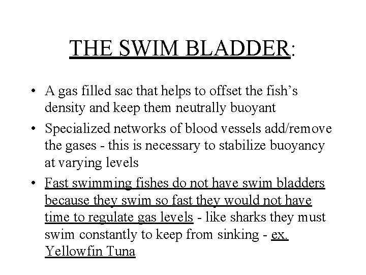 THE SWIM BLADDER: • A gas filled sac that helps to offset the fish’s