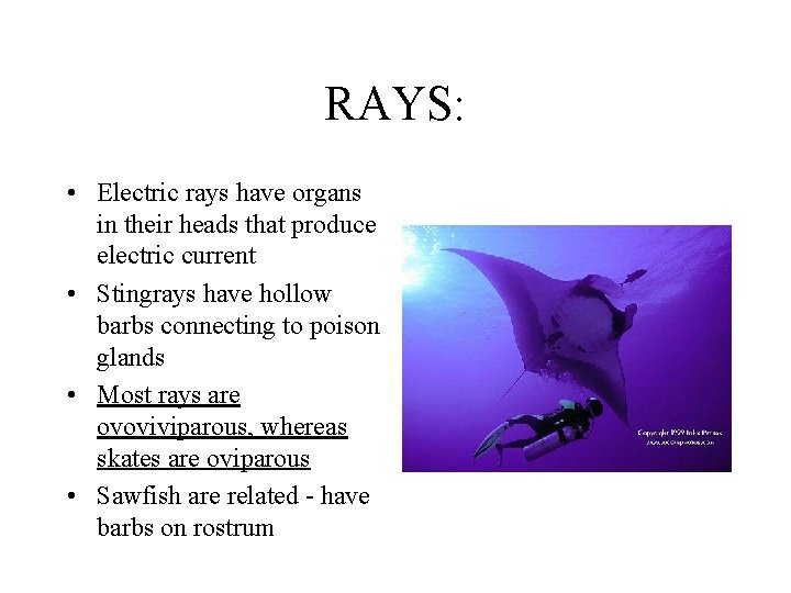 RAYS: • Electric rays have organs in their heads that produce electric current •