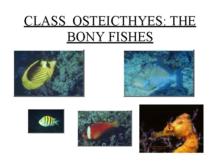 CLASS OSTEICTHYES: THE BONY FISHES 