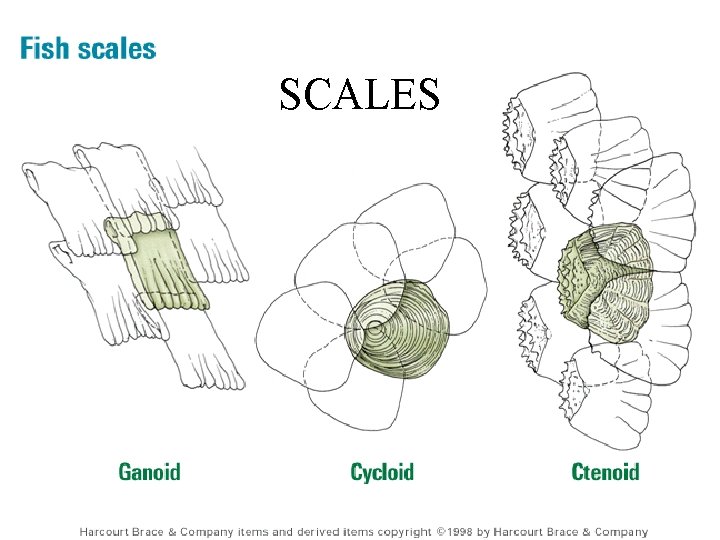 SCALES 