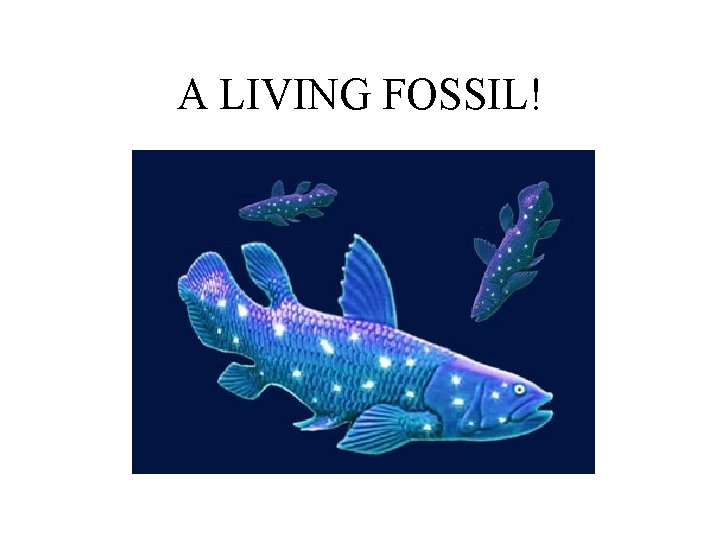 A LIVING FOSSIL! 