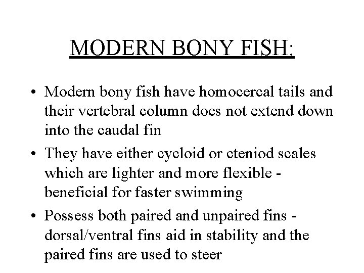 MODERN BONY FISH: • Modern bony fish have homocercal tails and their vertebral column