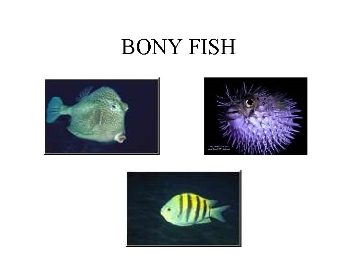 BONY FISH 