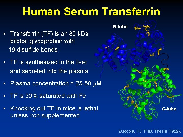Human Serum Transferrin N-lobe • Transferrin (TF) is an 80 k. Da bilobal glycoprotein Human Serum Transferrin N-lobe • Transferrin (TF) is an 80 k. Da bilobal glycoprotein