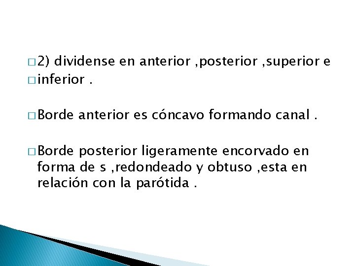 � 2) dividense en anterior , posterior , superior e � inferior. � Borde