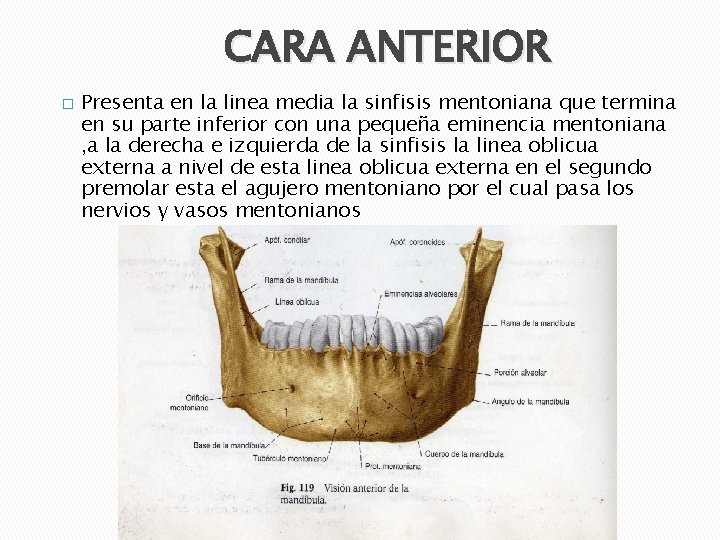 CARA ANTERIOR � Presenta en la linea media la sinfisis mentoniana que termina en