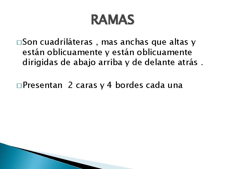 RAMAS � Son cuadriláteras , mas anchas que altas y están oblicuamente dirigidas de