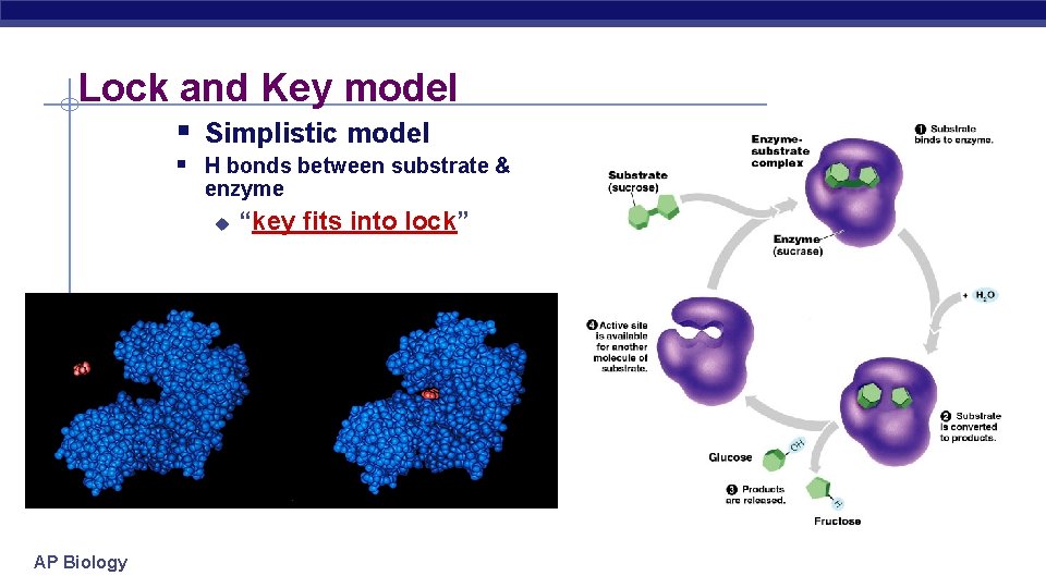 Lock and Key model § Simplistic model § H bonds between substrate & enzyme