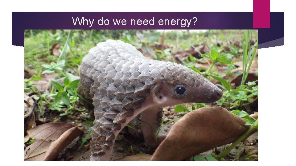 Why do we need energy? 