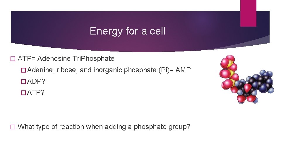 Energy for a cell � ATP= Adenosine Tri. Phosphate � Adenine, ribose, and inorganic