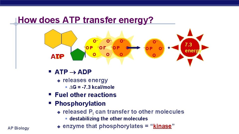 How does ATP transfer energy? O– –O P O ATP ADP O– O– –O–P