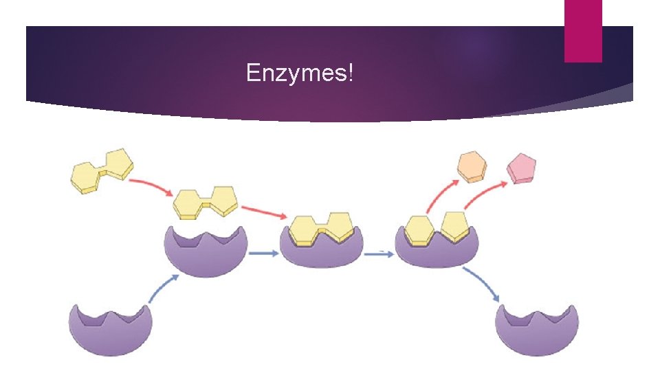 Enzymes! 