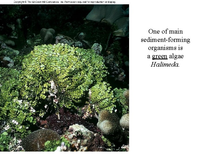 One of main sediment-forming organisms is a green algae Halimeda. 