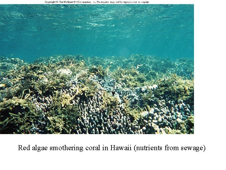 Red algae smothering coral in Hawaii (nutrients from sewage) 