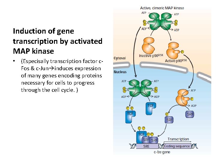 Induction of gene transcription by activated MAP kinase • (Especisally transcription factor c. Fos