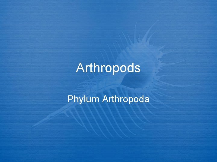 Arthropods Phylum Arthropoda 