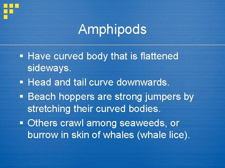 Amphipods § Have curved body that is flattened sideways. § Head and tail curve