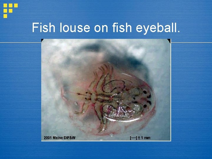 Fish louse on fish eyeball. 