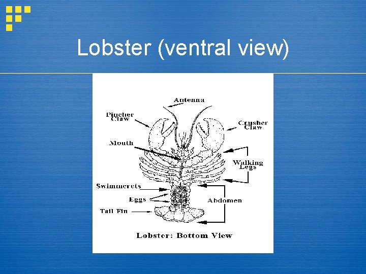 Lobster (ventral view) 