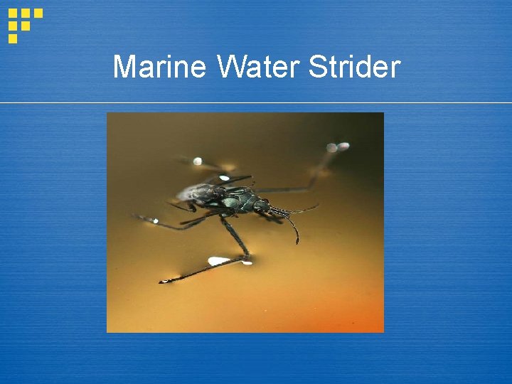 Marine Water Strider 