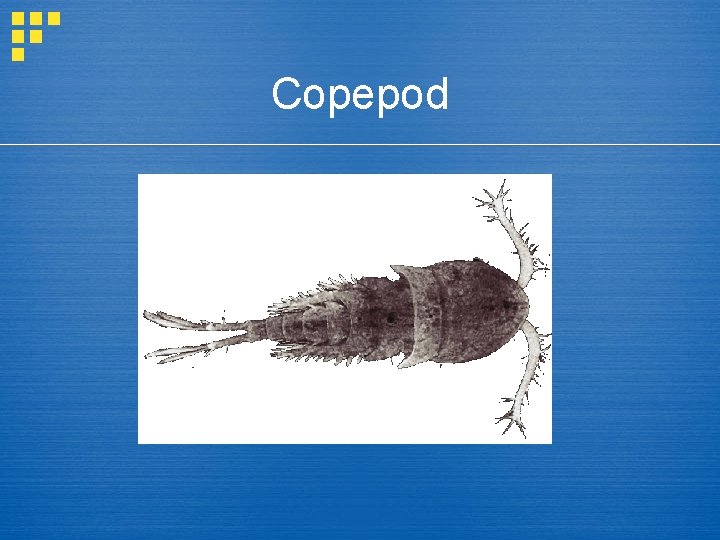 Copepod 
