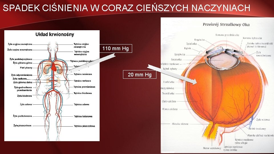 SPADEK CIŚNIENIA W CORAZ CIEŃSZYCH NACZYNIACH 110 mm Hg 20 mm Hg 