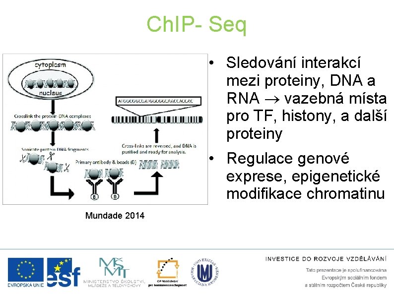 Ch. IP- Seq • Sledování interakcí mezi proteiny, DNA a RNA vazebná místa pro