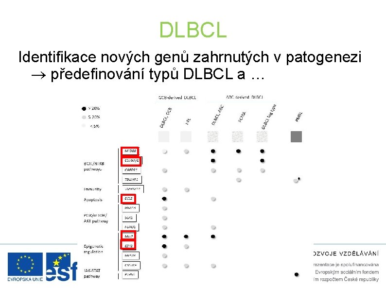 DLBCL Identifikace nových genů zahrnutých v patogenezi předefinování typů DLBCL a … 