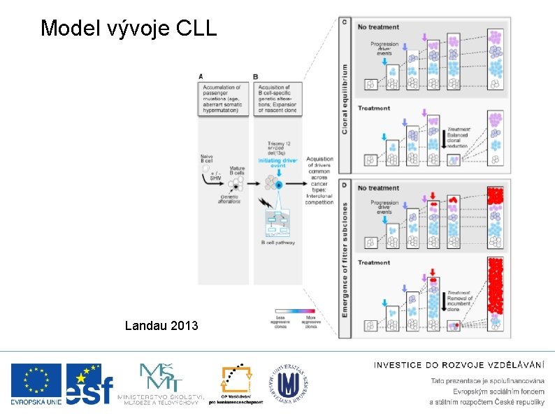 Model vývoje CLL Landau 2013 