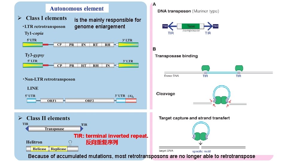 is the mainly responsible for genome enlargement TIR: terminal inverted repeat. 反向重复序列 Because of