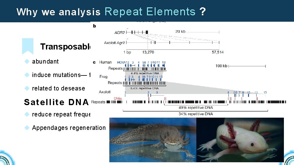 Why we analysis Repeat Elements ? Transposable elements u abundant u induce mutations— functionalization