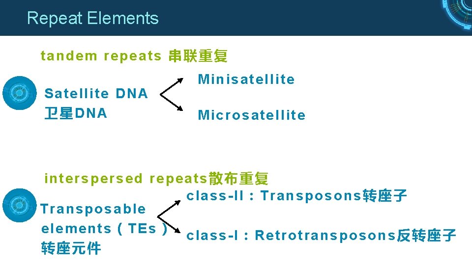Repeat Elements tandem repeats 串联重复 Satellite DNA 卫星DNA Minisatellite Microsatellite interspersed repeats散布重复 class-II：Transposons转座子 Transposable