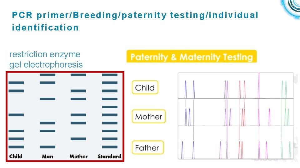 PCR primer/Breeding/paternity testing/individual identification restriction enzyme gel electrophoresis 