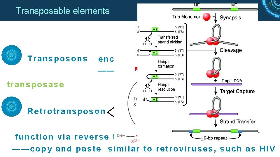 Transposable elements Transposons encode the protein transposase RNA ——cut a nd paste transposase Retrotransposon