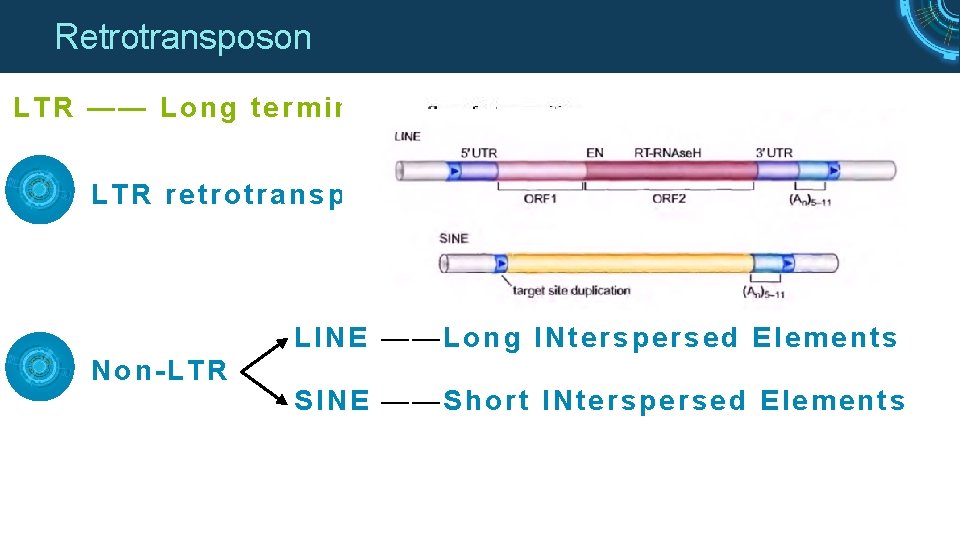 Retrotransposon LTR —— Long terminal repeats LTR retrotransposons LINE ——Long INterspersed Elements Non-LTR SINE